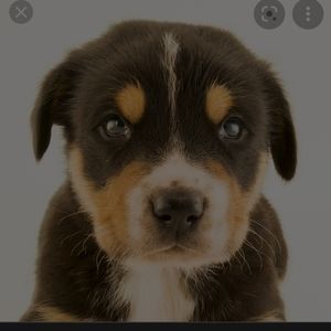 Meet your Posher, Destiny